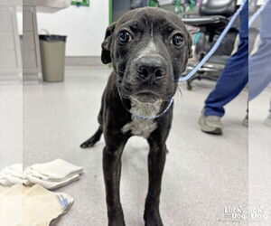 Feist Terrier-Labrador Retriever Mix Dogs for adoption in Washington, DC, USA