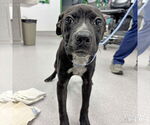Small Feist Terrier-Labrador Retriever Mix
