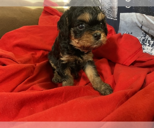 Medium Photo #5 Cavapoo Puppy For Sale in HOLDEN, MO, USA