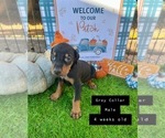 Small Photo #6 Doberman Pinscher Puppy For Sale in COMANCHE, OK, USA