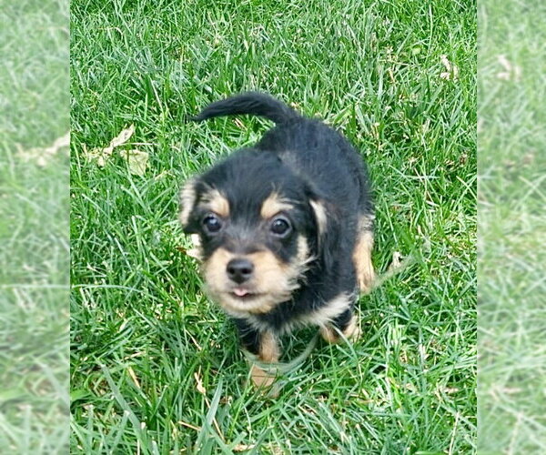 Medium Photo #1 Chi-Poo (Toy) Puppy For Sale in Omaha, NE, USA