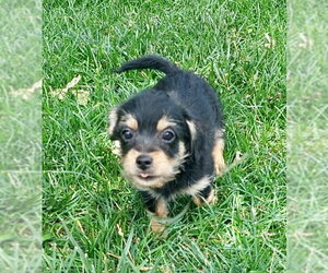 Chi-Poo (Toy) Dogs for adoption in Omaha, NE, USA