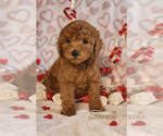 Small Goldendoodle mix (+ Poodle Miniature)