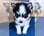 Small Photo #16 Pomsky Puppy For Sale in PUNTA GORDA, FL, USA