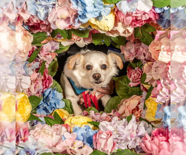 Medium Photo #12 Chihuahua-Unknown Mix Puppy For Sale in Mundelein, IL, USA