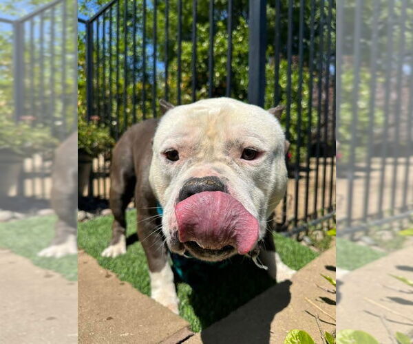 Medium Photo #8 American Bulldog-American Staffordshire Terrier Mix Puppy For Sale in Redlands, CA, USA
