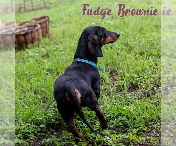 Medium Photo #9 Dachshund Puppy For Sale in San Antonio, TX, USA