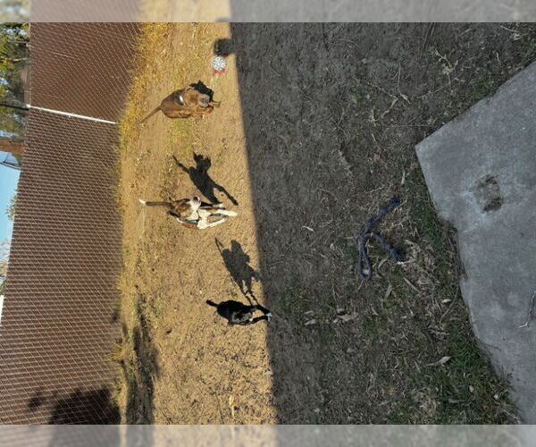 Medium Photo #3 American Staffordshire Terrier-Unknown Mix Puppy For Sale in San Diego, CA, USA