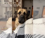 Small Photo #1 Mastiff Puppy For Sale in COEBURN, VA, USA