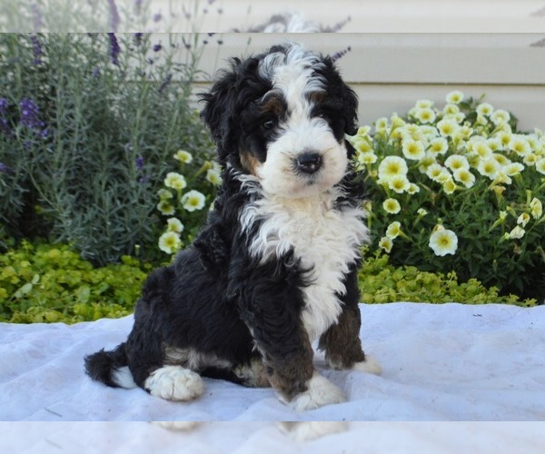Medium Photo #2 Bernedoodle (Miniature) Puppy For Sale in PARADISE, PA, USA