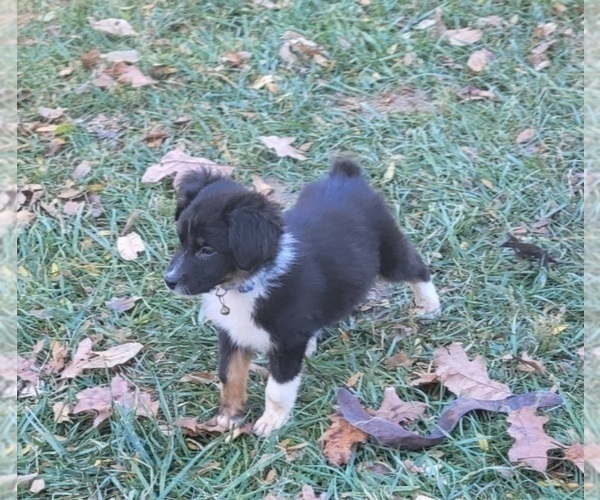 Medium Photo #3 Australian Shepherd Puppy For Sale in LONDON, OH, USA