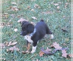 Small Photo #3 Australian Shepherd Puppy For Sale in LONDON, OH, USA