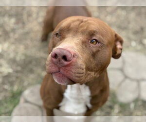 Mutt Dogs for adoption in Tulsa, OK, USA