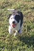Small Photo #1 Border Collie Puppy For Sale in MARTELL, NE, USA