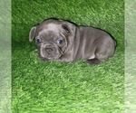 Small Photo #9 French Bulldog Puppy For Sale in HOFFMAN ESTATES, IL, USA
