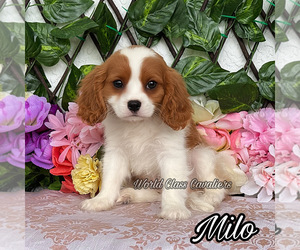 Cavalier King Charles Spaniel Puppy for sale in MIAMI, FL, USA