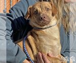 Small Photo #2 Basset Hound-Unknown Mix Puppy For Sale in Washington, DC, USA