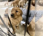 Small Photo #15 Golden Retriever Puppy For Sale in WASHINGTON, DC, USA