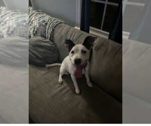 American Pit Bull Terrier-American Staffordshire Terrier Mix Dogs for adoption in Chester, VA, USA