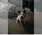Small American Pit Bull Terrier-American Staffordshire Terrier Mix