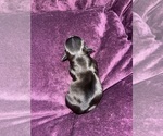 Small #2 Yorkshire Terrier