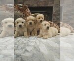 Small #5 Golden Retriever