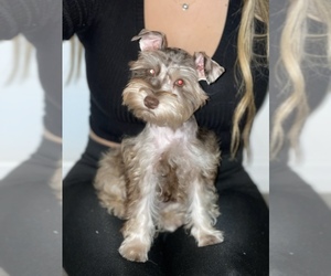 Schnauzer (Miniature) Puppy for sale in MIAMI GARDENS, FL, USA