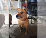 Small #3 Mutt