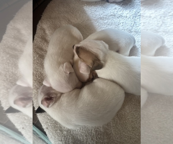 Medium Photo #9 Jack Russell Terrier Puppy For Sale in WEST LIBERTY, KY, USA