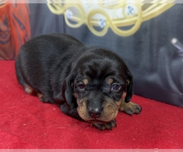 Medium Photo #1 Dachshund Puppy For Sale in CASSVILLE, MO, USA