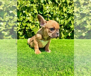 French Bulldog Puppy for sale in MORENO VALLEY, CA, USA