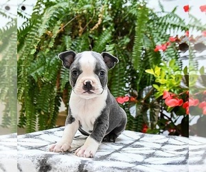 Boston Terrier Puppy for sale in LAKELAND, FL, USA