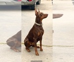 Small Photo #10 Doberman Pinscher Puppy For Sale in FRESNO, CA, USA