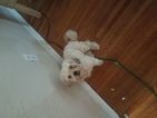 Small Photo #1 Poodle (Toy)-Shih-Poo Mix Puppy For Sale in GOOSE CREEK, SC, USA