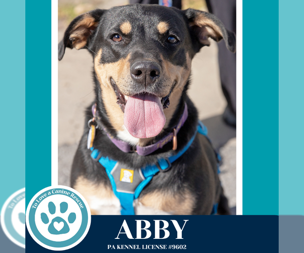 Medium Photo #8 Labrador Retriever-Unknown Mix Puppy For Sale in Kimberton, PA, USA