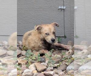 Mutt Dogs for adoption in San Antonio, TX, USA
