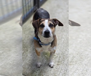 Jack-A-Bee Dogs for adoption in Woodsfield, OH, USA
