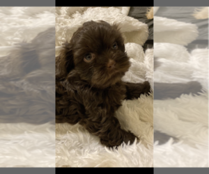 Shih Tzu-Shorkie Tzu Mix Puppy for sale in E HARTFORD, CT, USA