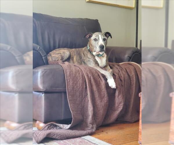 Medium Photo #2 Boxer-Unknown Mix Puppy For Sale in Derwood, MD, USA