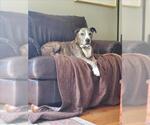 Small #1 Boxer Mix