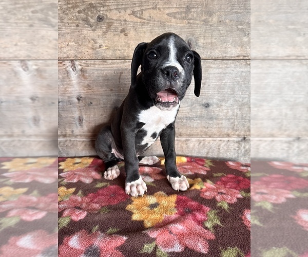Medium Photo #5 Boxer Puppy For Sale in VERMONTVILLE, MI, USA