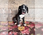 Small #4 Boxer