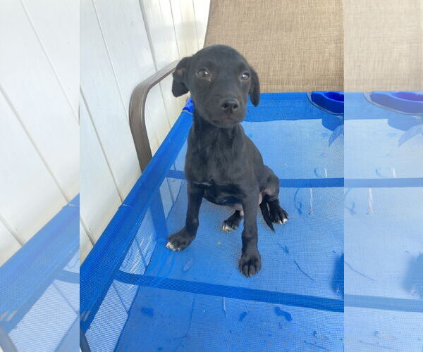 Medium Photo #2 Labrador Retriever-Unknown Mix Puppy For Sale in San Diego, CA, USA