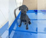 Small #1 Labrador Retriever Mix