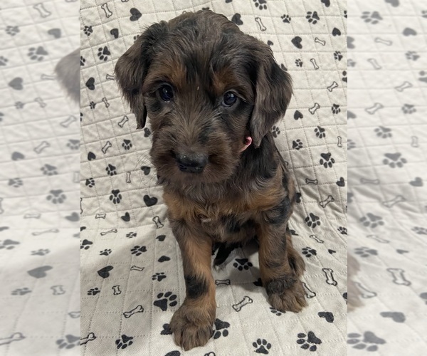 Medium Photo #1 Goldendoodle Puppy For Sale in CENTURIA, WI, USA