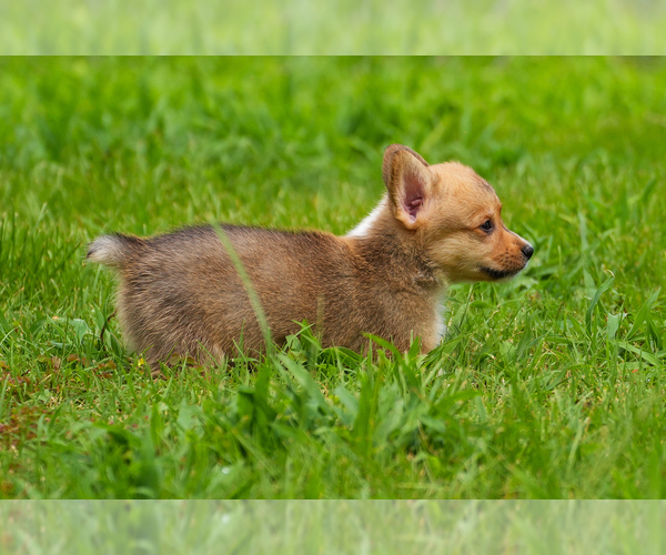 Medium Photo #3 Pembroke Welsh Corgi Puppy For Sale in HAMPTON, VA, USA