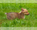 Small #2 Pembroke Welsh Corgi