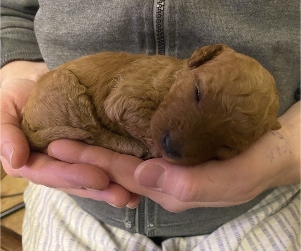 Medium Photo #16 Poodle (Miniature) Puppy For Sale in RUDD, IA, USA