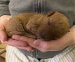 Small Photo #16 Poodle (Miniature) Puppy For Sale in RUDD, IA, USA