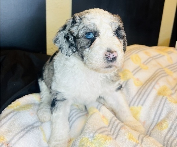 Medium Photo #13 Sheepadoodle Puppy For Sale in HUNTINGTON BEACH, CA, USA